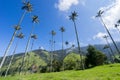 Valle de Cocora, Salento, QuindÃÂ ÃÂ­o, Colombia